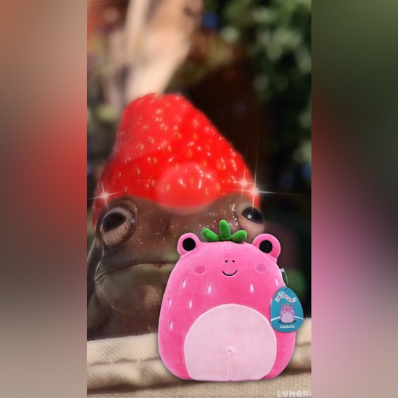 🍓🐸 Squishmallows Adabelle Strawberry Frog Boxlunch Exclusive 8” plush kawaii - Picture 5 of 9